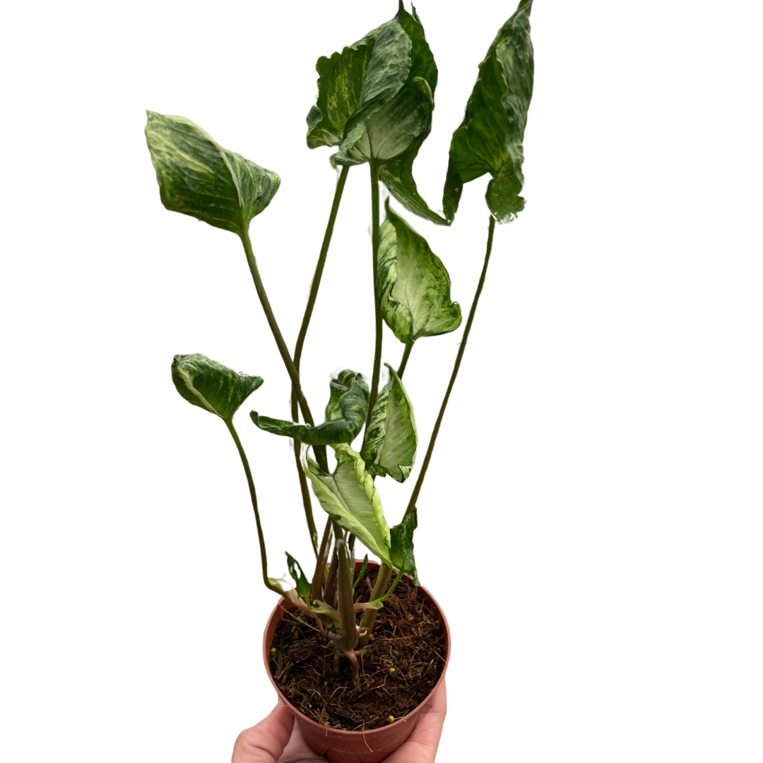 anthurium godzilla Syngonium 'Godzilla'