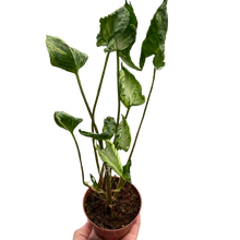 Load image into Gallery viewer, Syngonium &#39;Godzilla&#39;