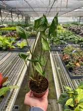Load image into Gallery viewer, Syngonium &#39;Godzilla&#39;