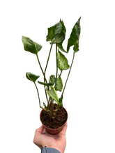 Load image into Gallery viewer, Syngonium &#39;Godzilla&#39;