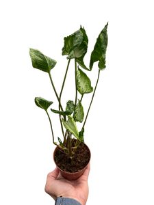 Syngonium 'Godzilla'