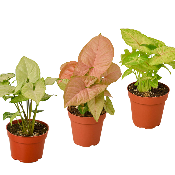 3 Different Syngonium Plants - Arrowhead Plants / 4
