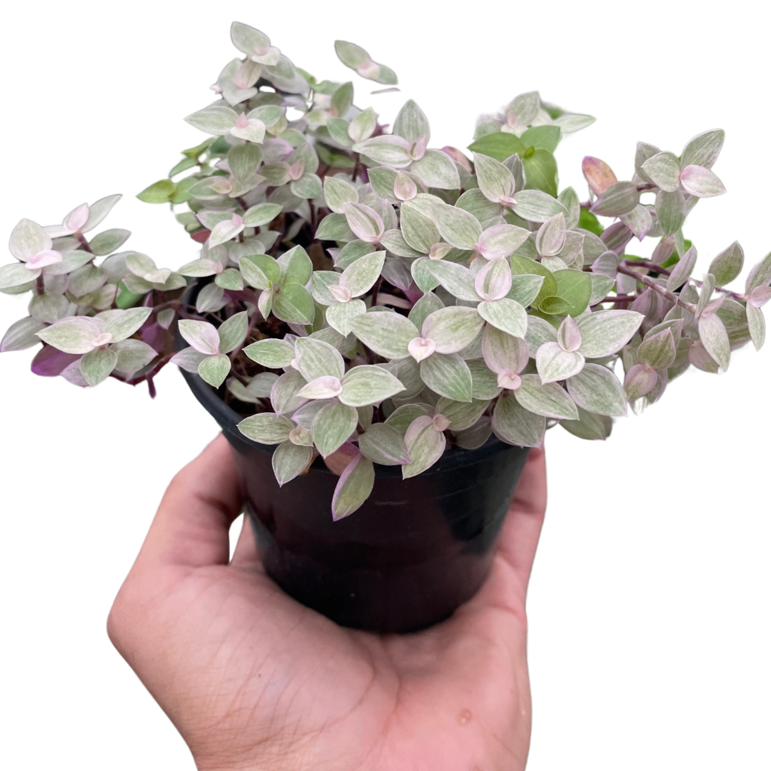 pink panther indoor plant Callisia