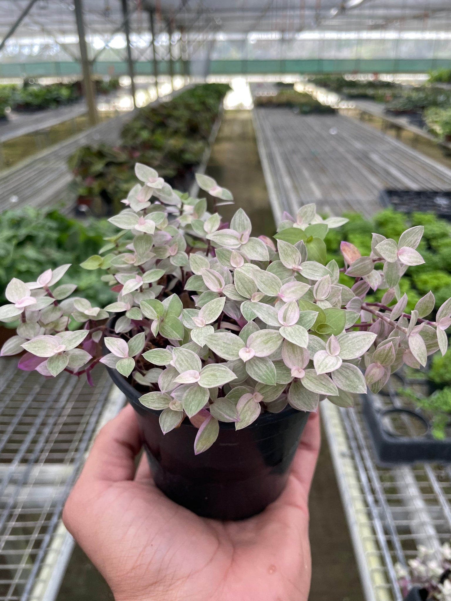 pink panther indoor plant Tradescantia Callisia 'Pink Panther' – Mickey Hargitay Plants