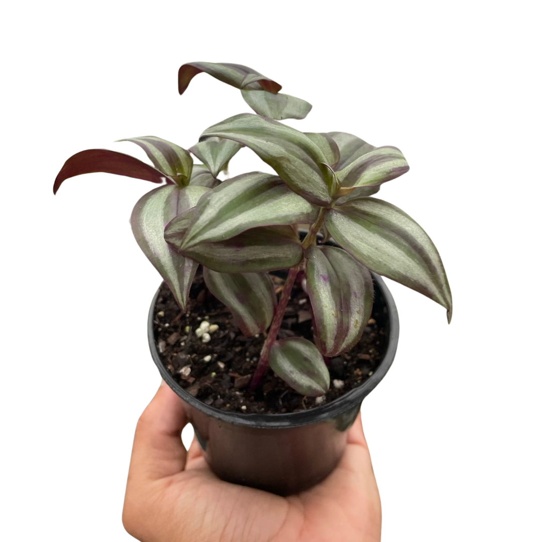特撮 OZWRT TheCaudexMan Glauca Man Tradescantia Zebrina 'Wandering Dude' – Mickey Hargitay Plants