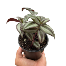 Load image into Gallery viewer, Tradescantia Zebrina &#39;Wandering Dude&#39;