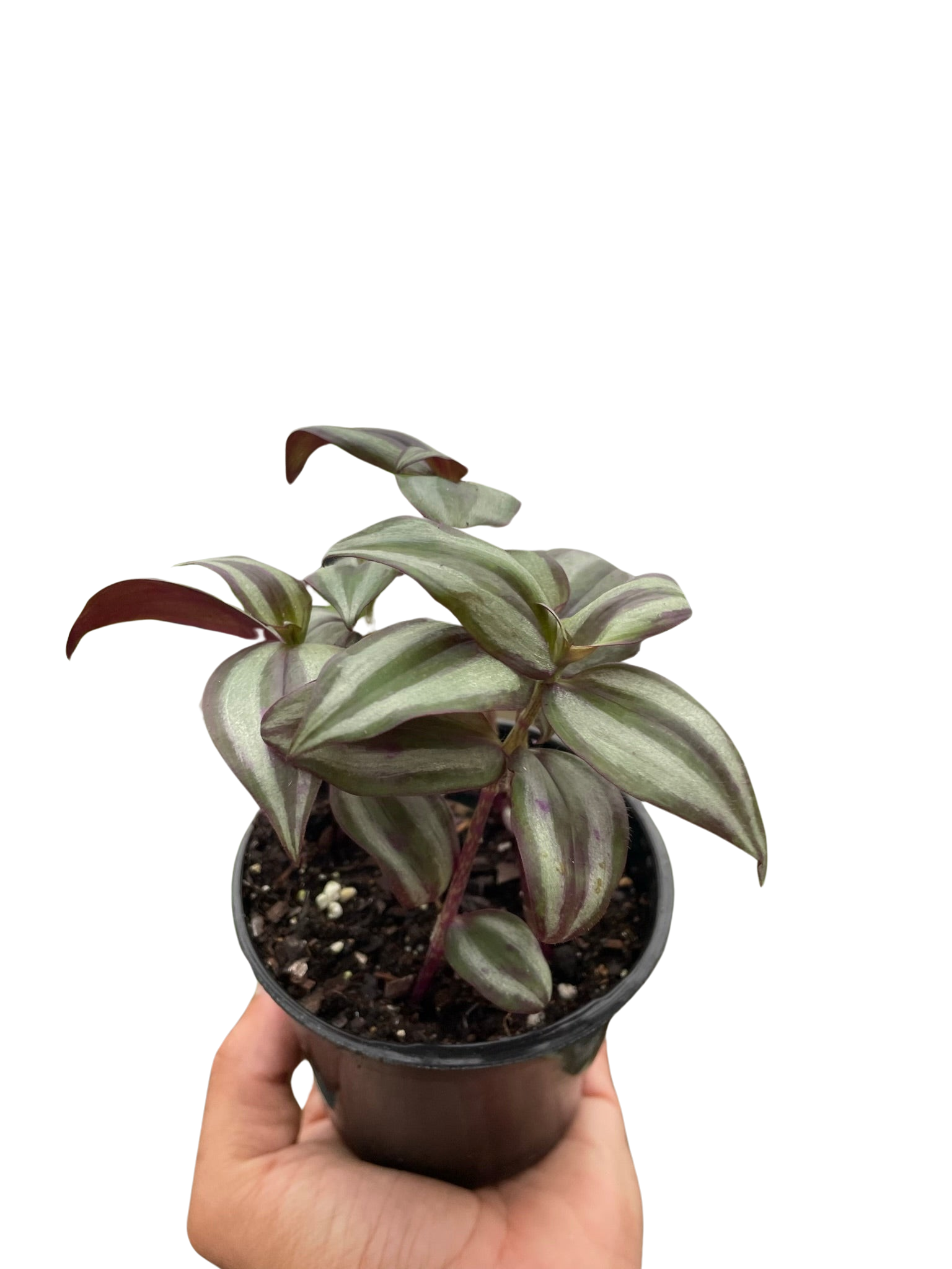 wandering jew is an indoor plant Tradescantia Zebrina 'Wandering Dude' – Mickey Hargitay Plants