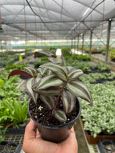 Load image into Gallery viewer, Tradescantia Zebrina &#39;Wandering Dude&#39;