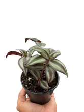 Load image into Gallery viewer, Tradescantia Zebrina &#39;Wandering Dude&#39;