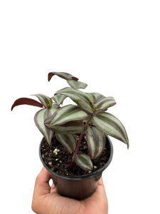 Tradescantia Zebrina 'Wandering Dude'
