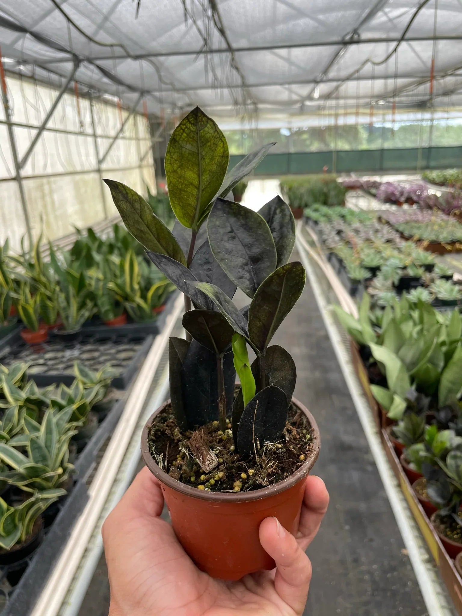 zz black plant ZZ Zamioculcas 'Black Queen' – Mickey Hargitay Plants