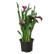 Load image into Gallery viewer, Calla Lily
