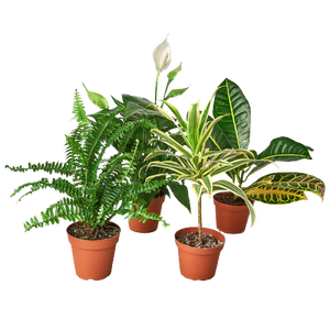 house plant to purify air Air Purifying Variety Bundle – Mickey Hargitay Plants