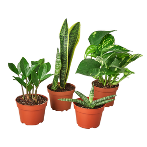 house plants bundle Easy Care Variety Bundle – Mickey Hargitay Plants