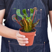 Load image into Gallery viewer, Croton &#39;Mammy&#39;