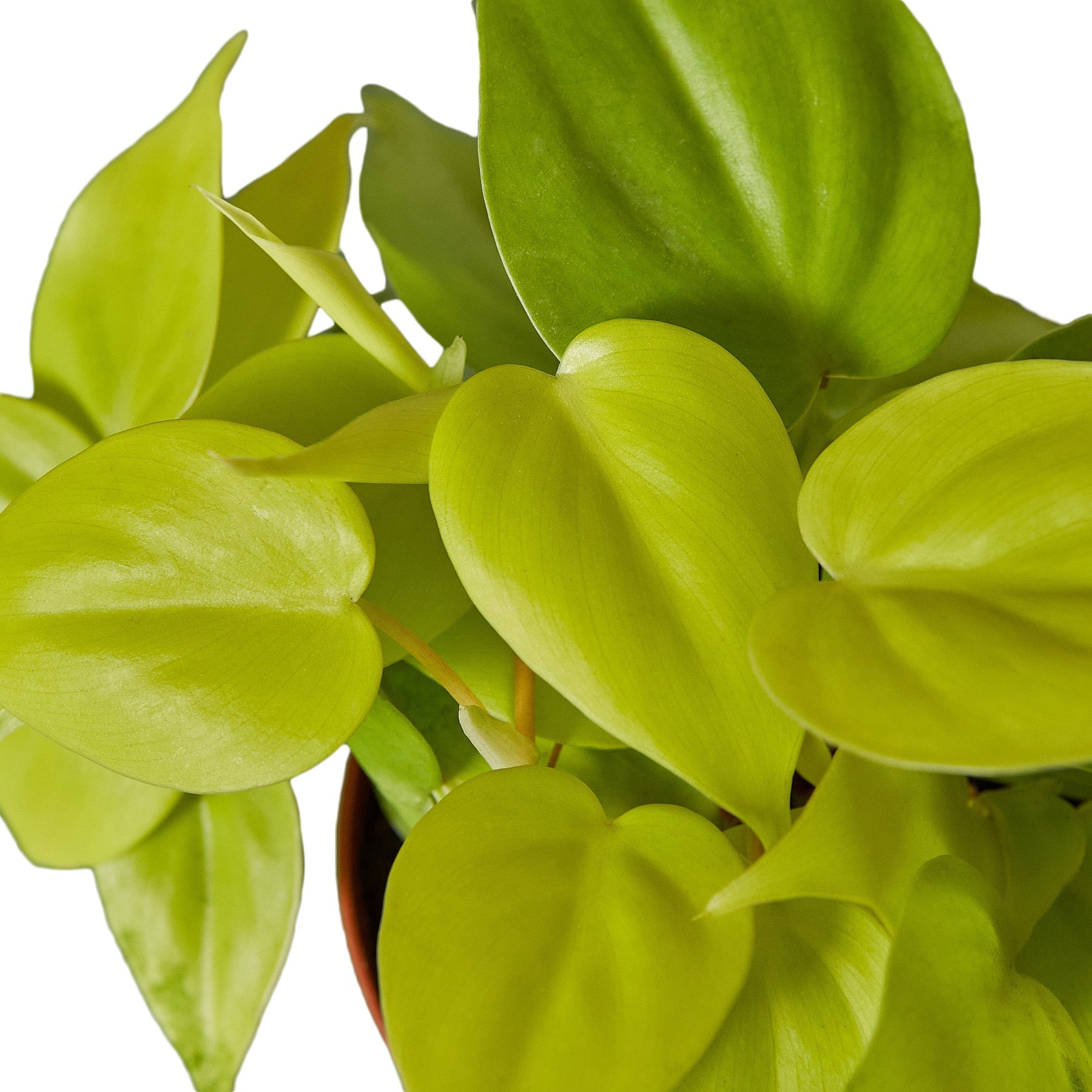philodendron micans neon Philodendron 'Neon' – Mickey Hargitay Plants
