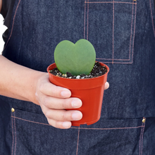 Load image into Gallery viewer, Hoya Sweetheart