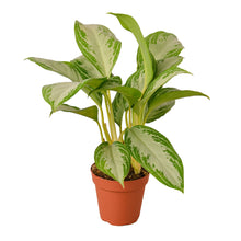 Load image into Gallery viewer, Chinese Evergreen &#39;Silver Bay&#39;