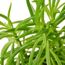 Load image into Gallery viewer, Peperomia &#39;Green Bean&#39;