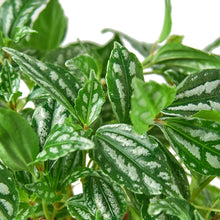 Load image into Gallery viewer, Pilea &#39;Aluminum&#39;