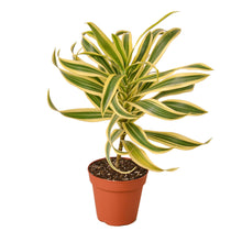 Load image into Gallery viewer, 📬 Dracaena &#39;Song of India&#39;