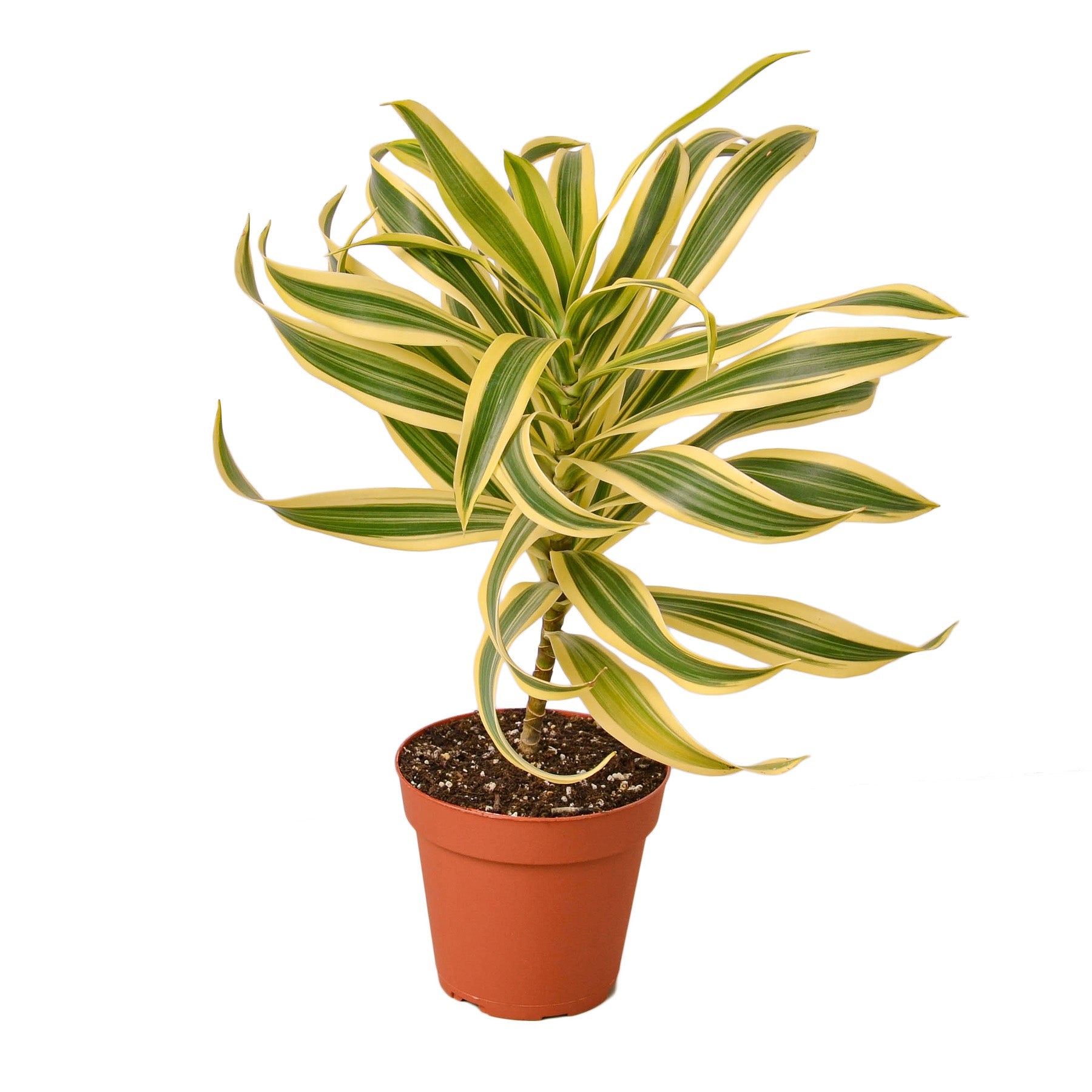 himalaya mix plant dracaena The Snobby Leaf | Dracaena 'Song of India' - 4 inch Pot