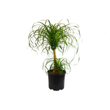 Load image into Gallery viewer, Palm Ponytail