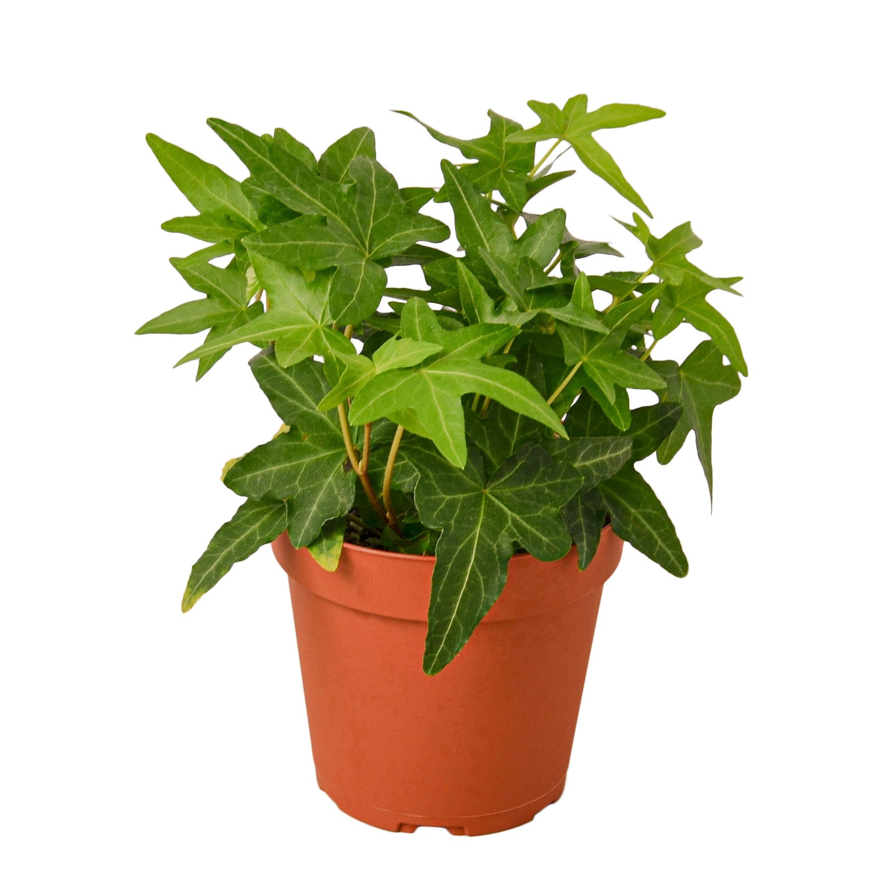 English Ivy Green California – Mickey Hargitay Plants