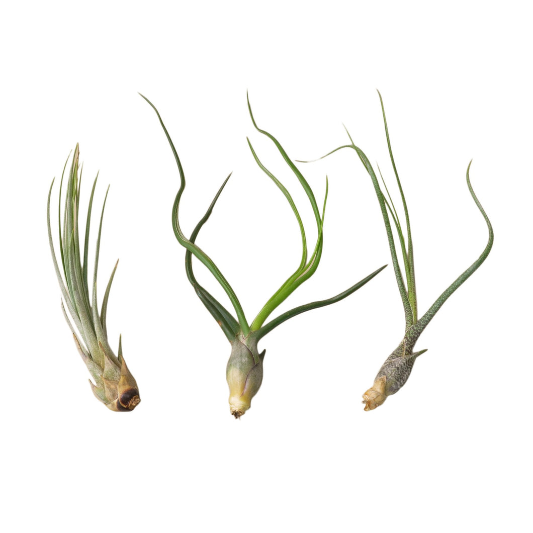 📬 3 Large Tillandsia Air Plant Variety Pack