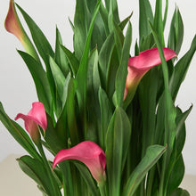 Load image into Gallery viewer, Calla Lily