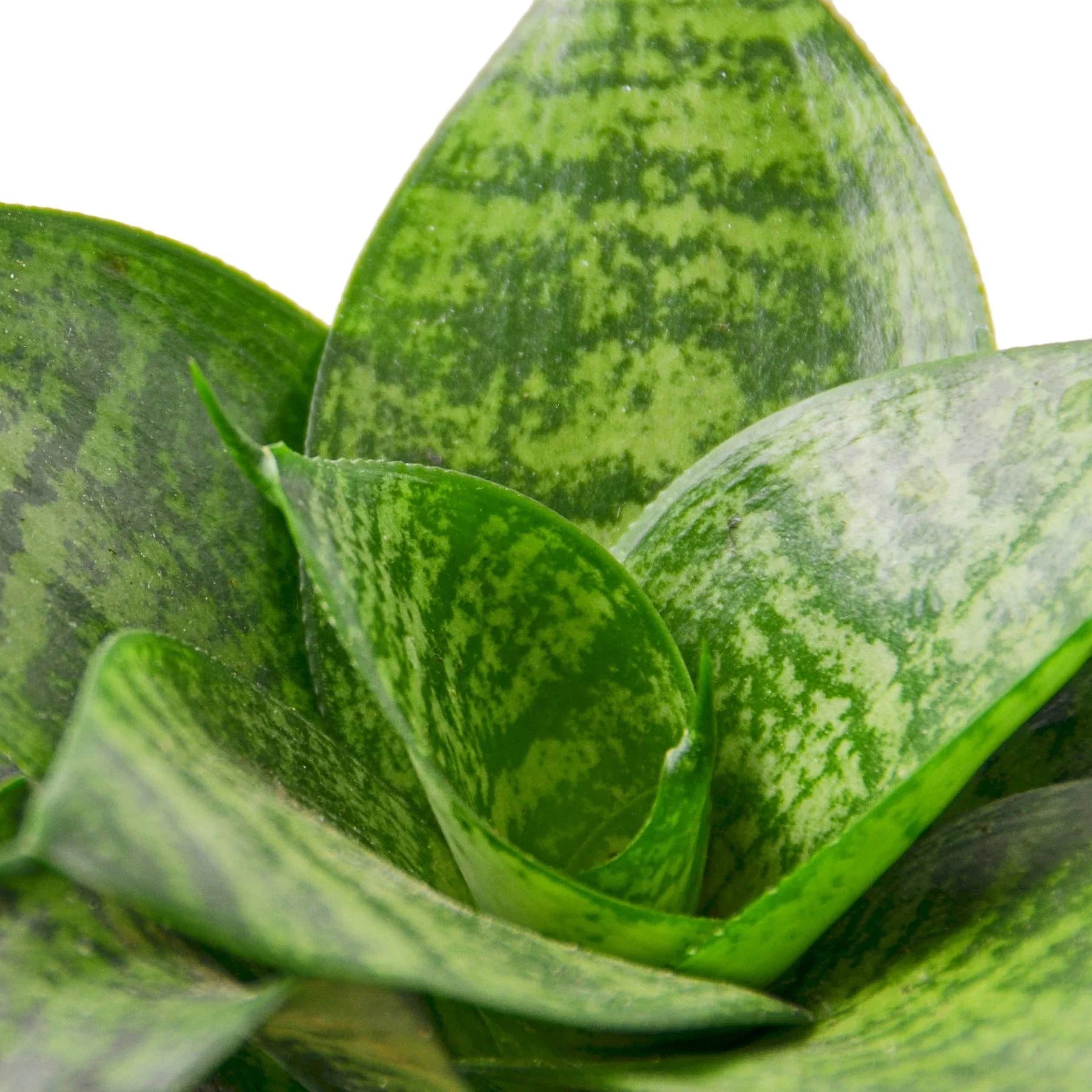 robusta snake plant Snake Plant Black Robusta – Mickey Hargitay Plants