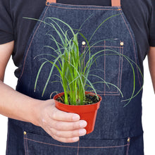 Load image into Gallery viewer, Palm Ponytail