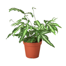 Load image into Gallery viewer, Pteris Cretica &#39;Albo Fern&#39;