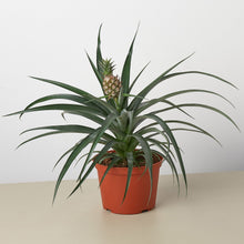 Load image into Gallery viewer, Bromeliad &#39;Yellow Pineapple&#39; - 6&quot; Pot