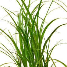 Load image into Gallery viewer, Palm Ponytail