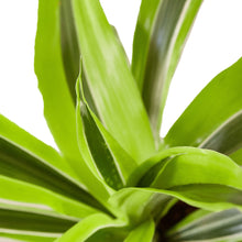 Load image into Gallery viewer, Dracaena Deremensis &#39;Lemon Lime&#39;