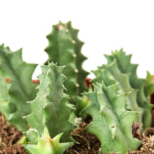 Load image into Gallery viewer, Lifesaver Cactus