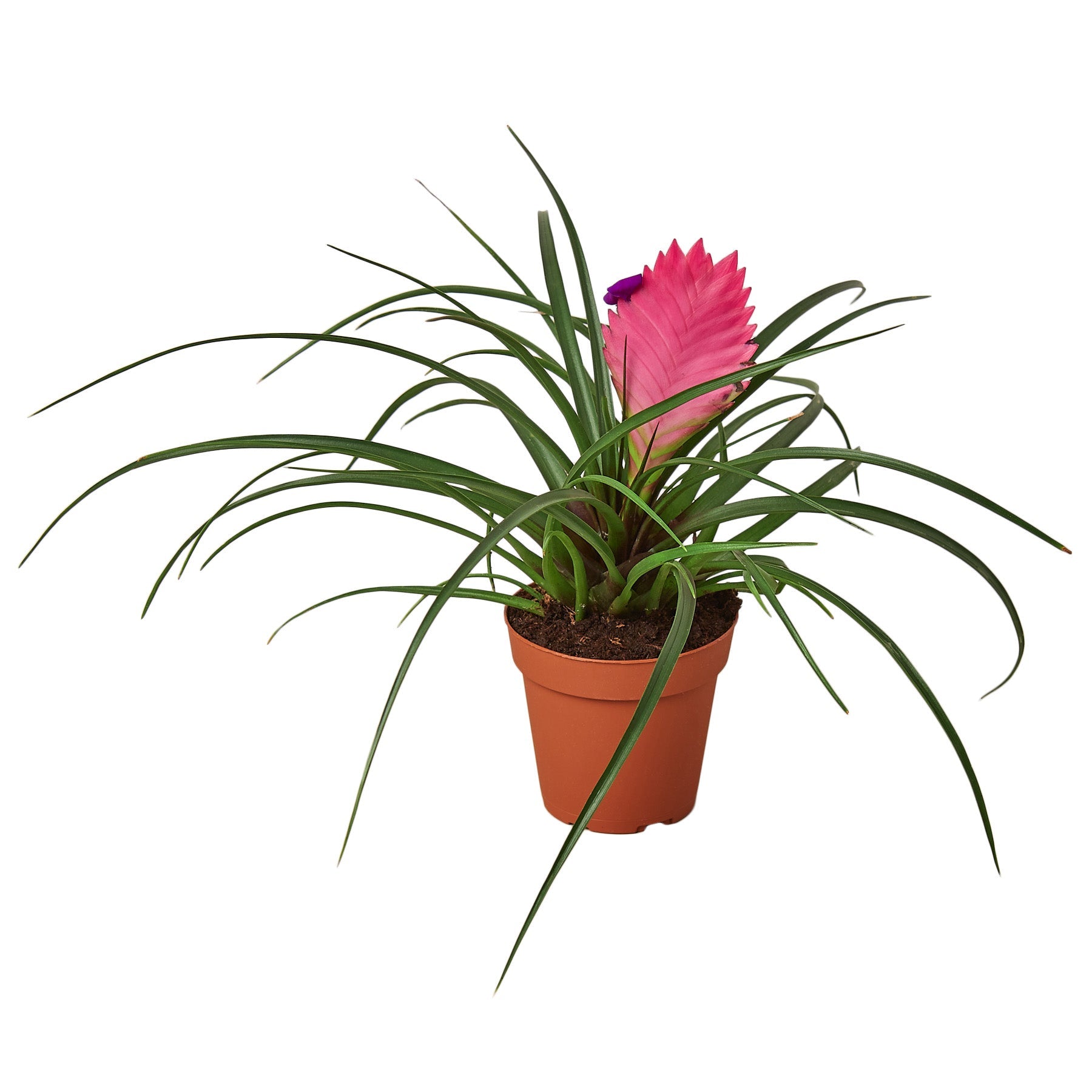 cyanea air plant Bromeliad Cyanea 'Pink Quill'