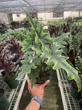 Load image into Gallery viewer, Alocasia &#39;Jacklyn&#39;