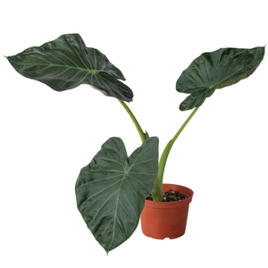 are elephant ear plants poisonous to animals Alocasia 'Regal Shields' – Mickey Hargitay Plants
