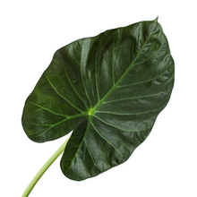 Load image into Gallery viewer, Alocasia &#39;Regal Shields&#39;
