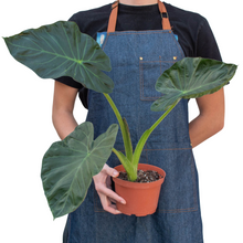 Load image into Gallery viewer, Alocasia &#39;Regal Shields&#39;