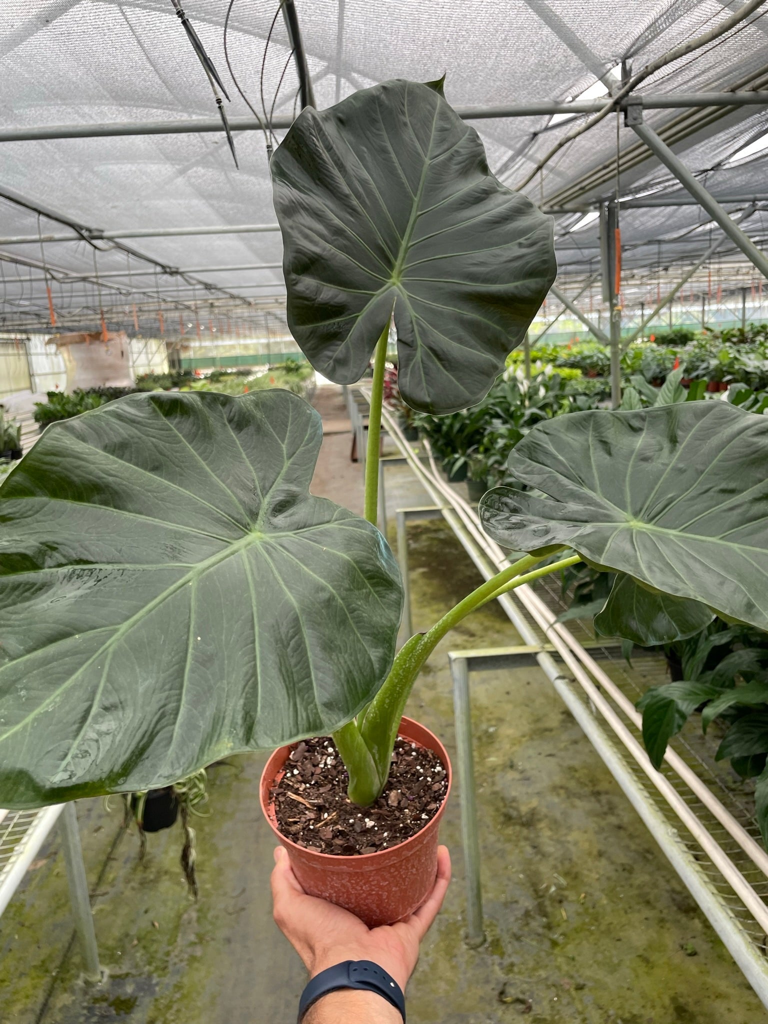 elephant ear plant for sale lowe's Alocasia 'Regal Shields' – Mickey Hargitay Plants