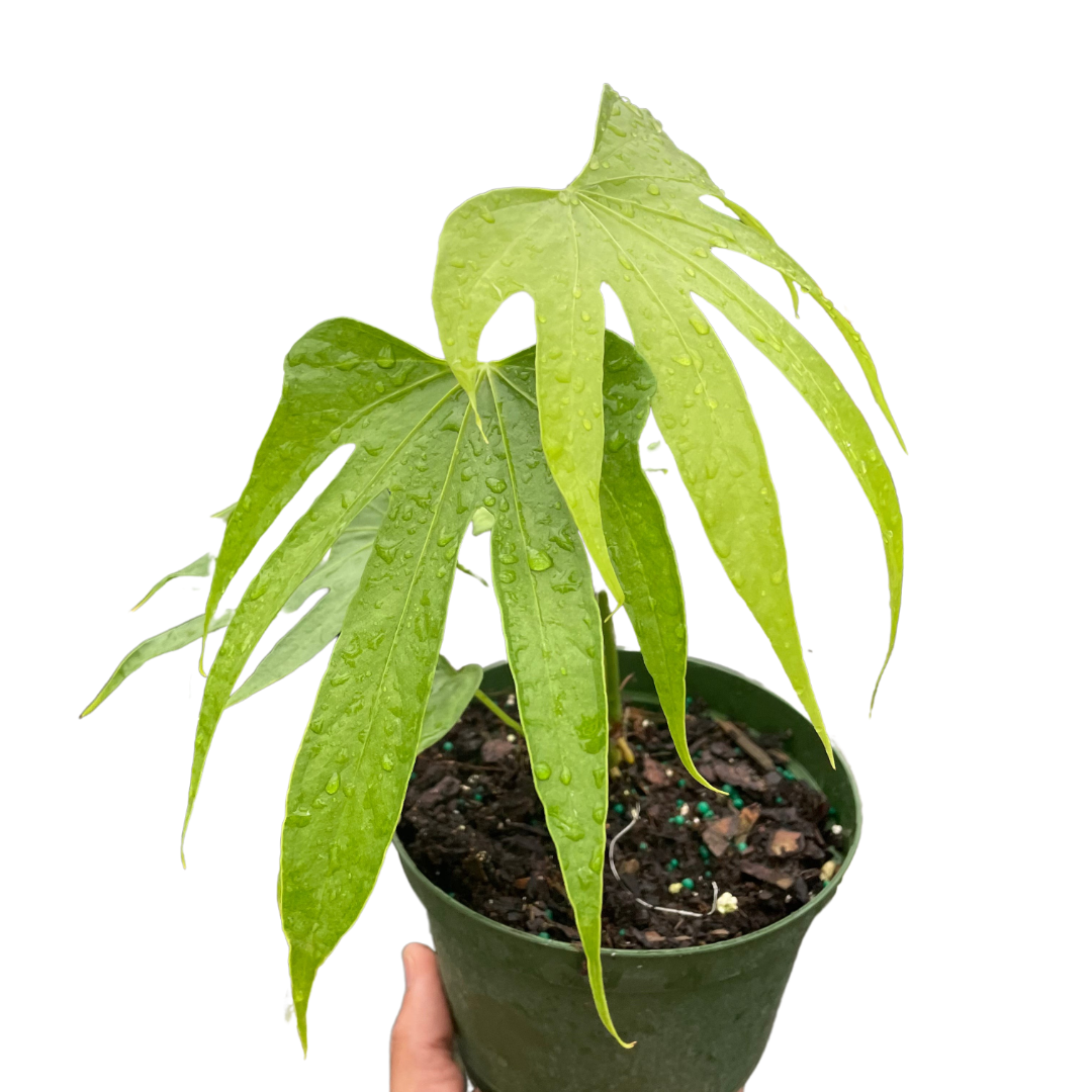 anthurium native to Anthurium Fingers