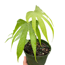 Load image into Gallery viewer, Anthurium Fingers