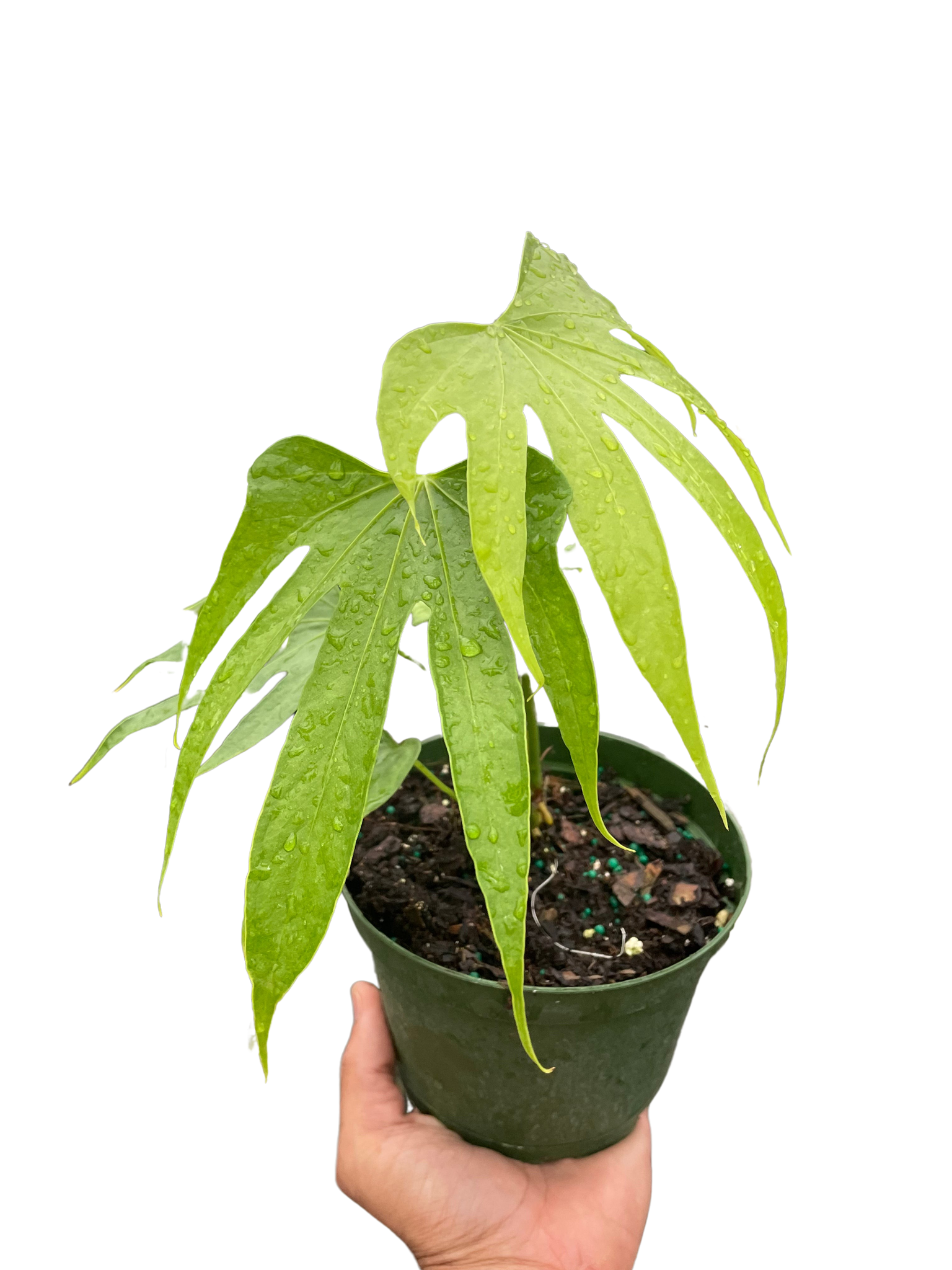 anthurium fingers plant Anthurium Fingers