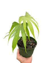 Load image into Gallery viewer, Anthurium Fingers