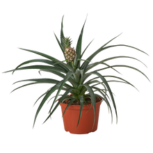 Load image into Gallery viewer, Bromeliad &#39;Yellow Pineapple&#39; - 6&quot; Pot