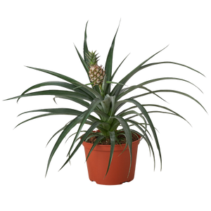 Bromeliad 'Yellow Pineapple' - 6" Pot