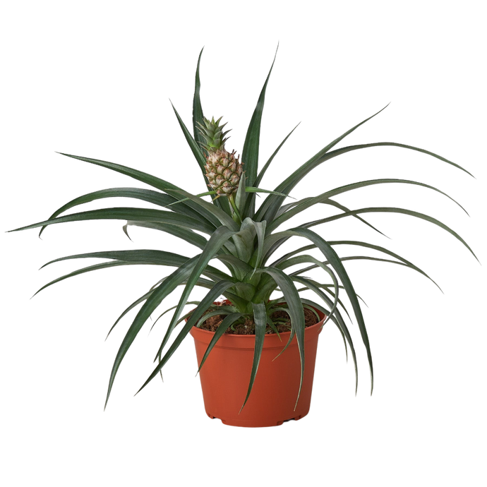 Bromeliad 'Yellow Pineapple' - 6